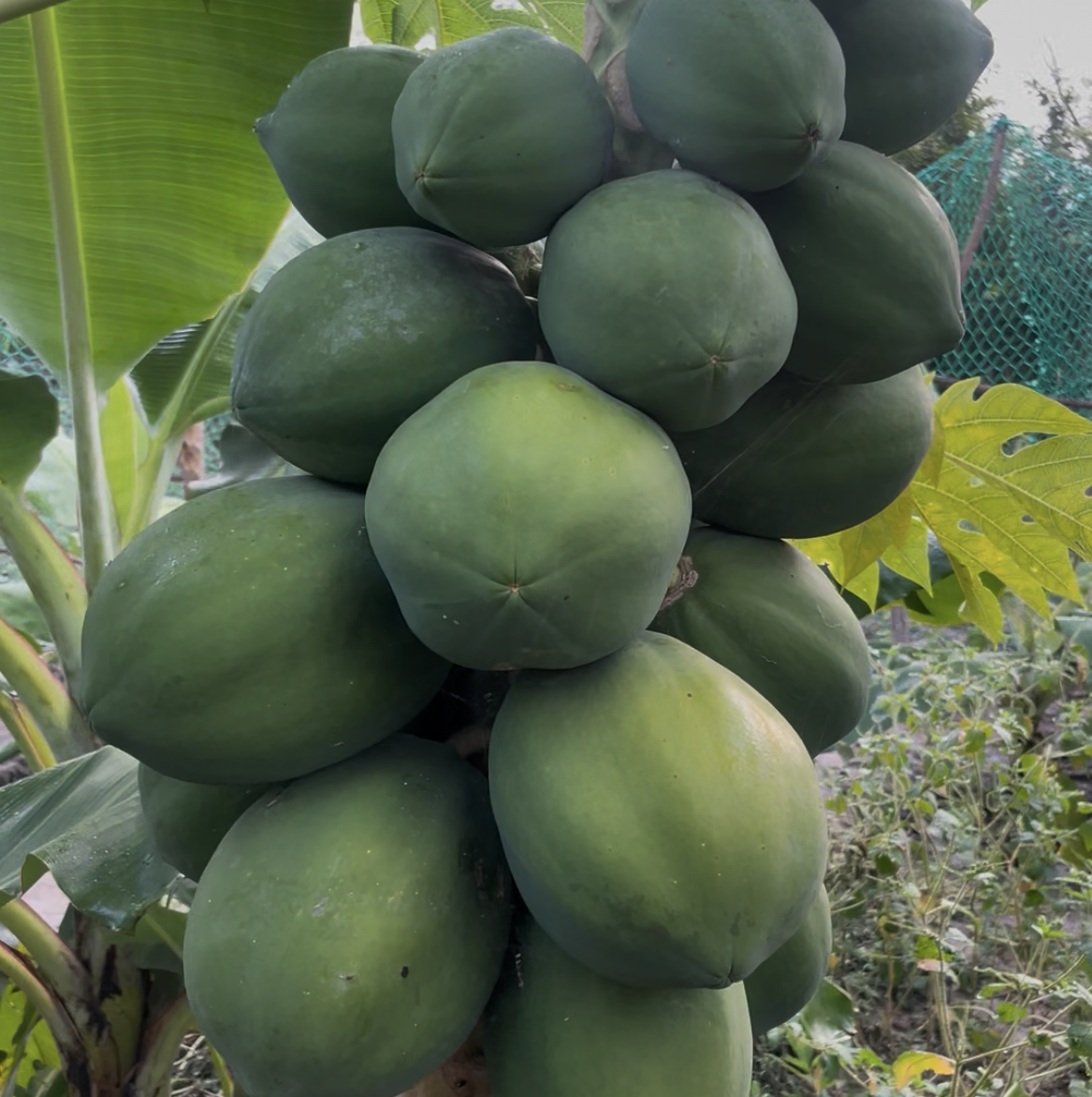 Papaya